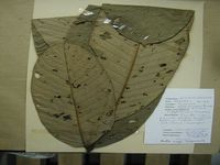 Herbarium sample